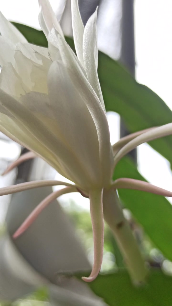 昙花盛开的科学之美视频素材画面4