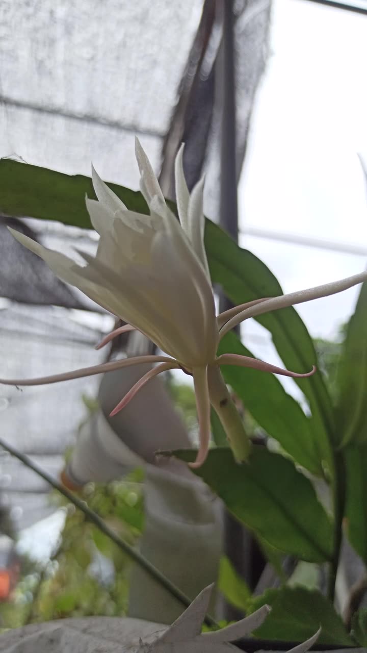 昙花科学而优雅的绽放视频素材画面1