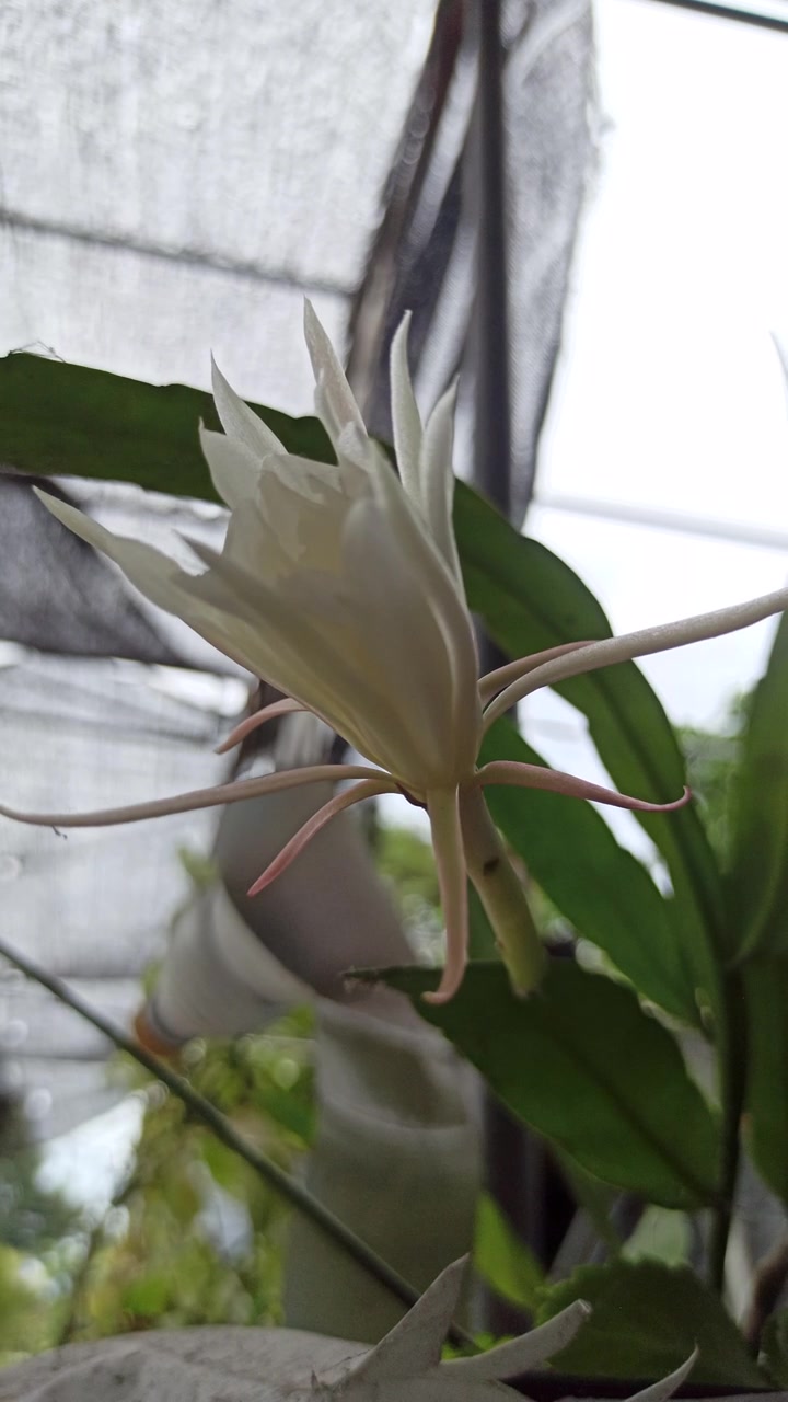 昙花科学而优雅的绽放视频素材画面2