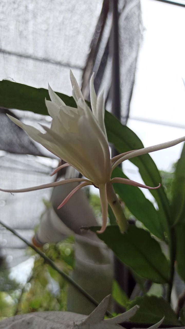 昙花科学而优雅的绽放视频素材画面3