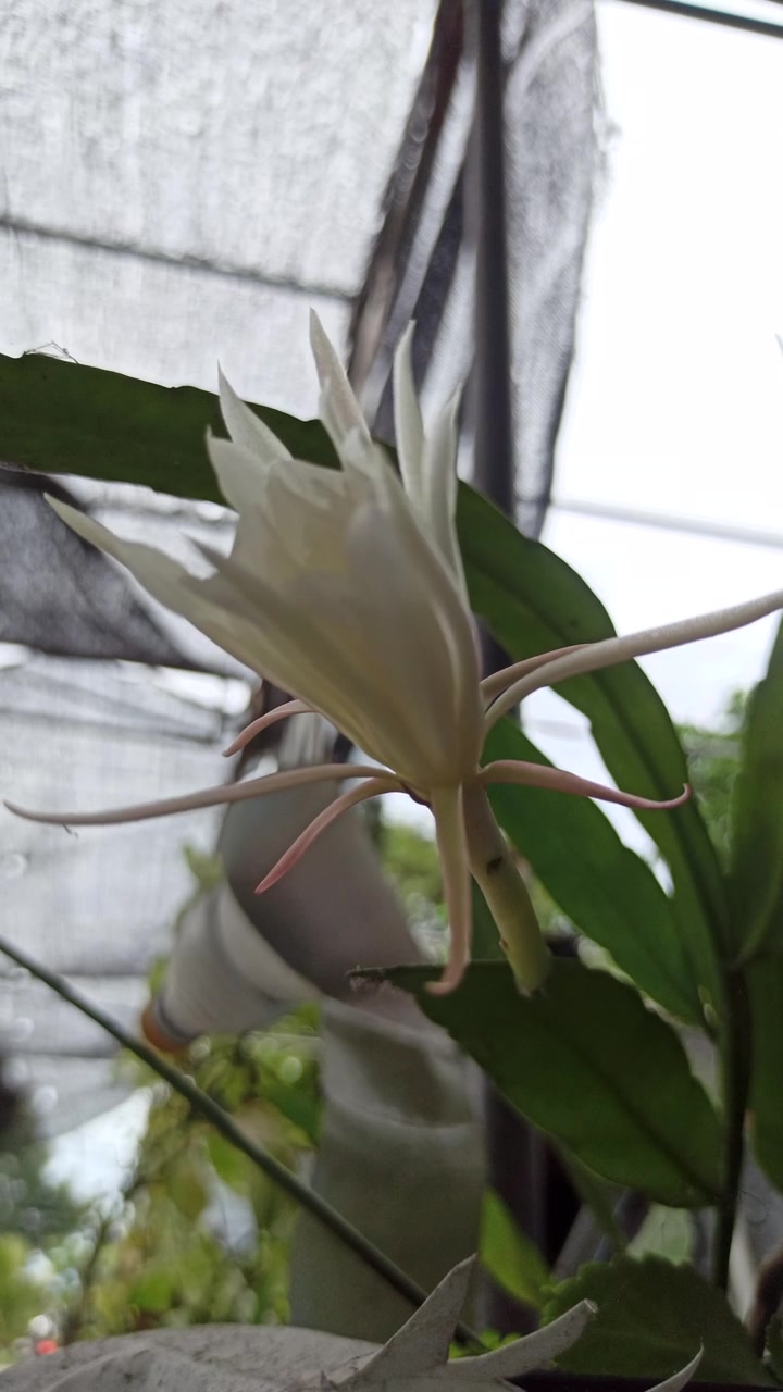 昙花科学而优雅的绽放视频素材画面4