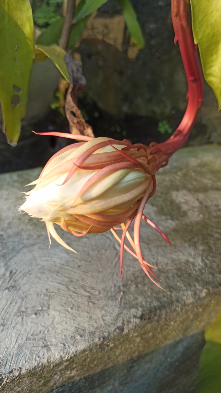 绽放的昙花视频素材画面1