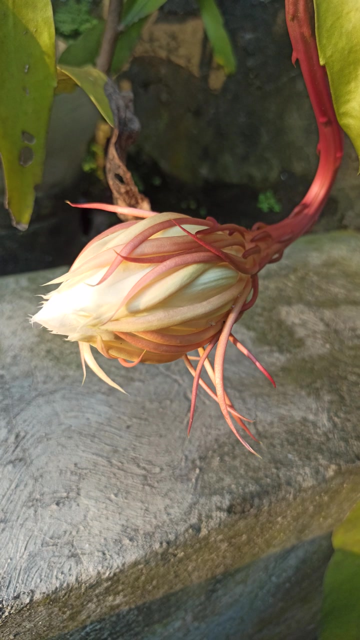 绽放的昙花视频素材画面2