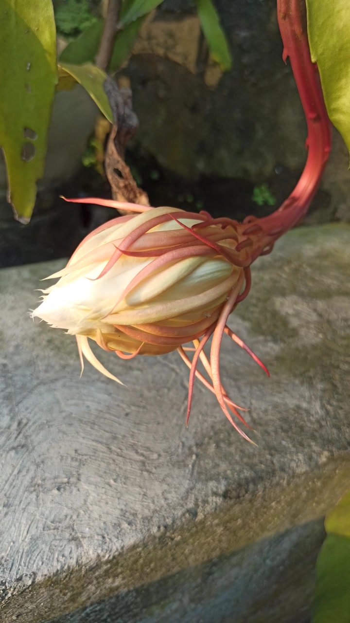 绽放的昙花视频素材画面3