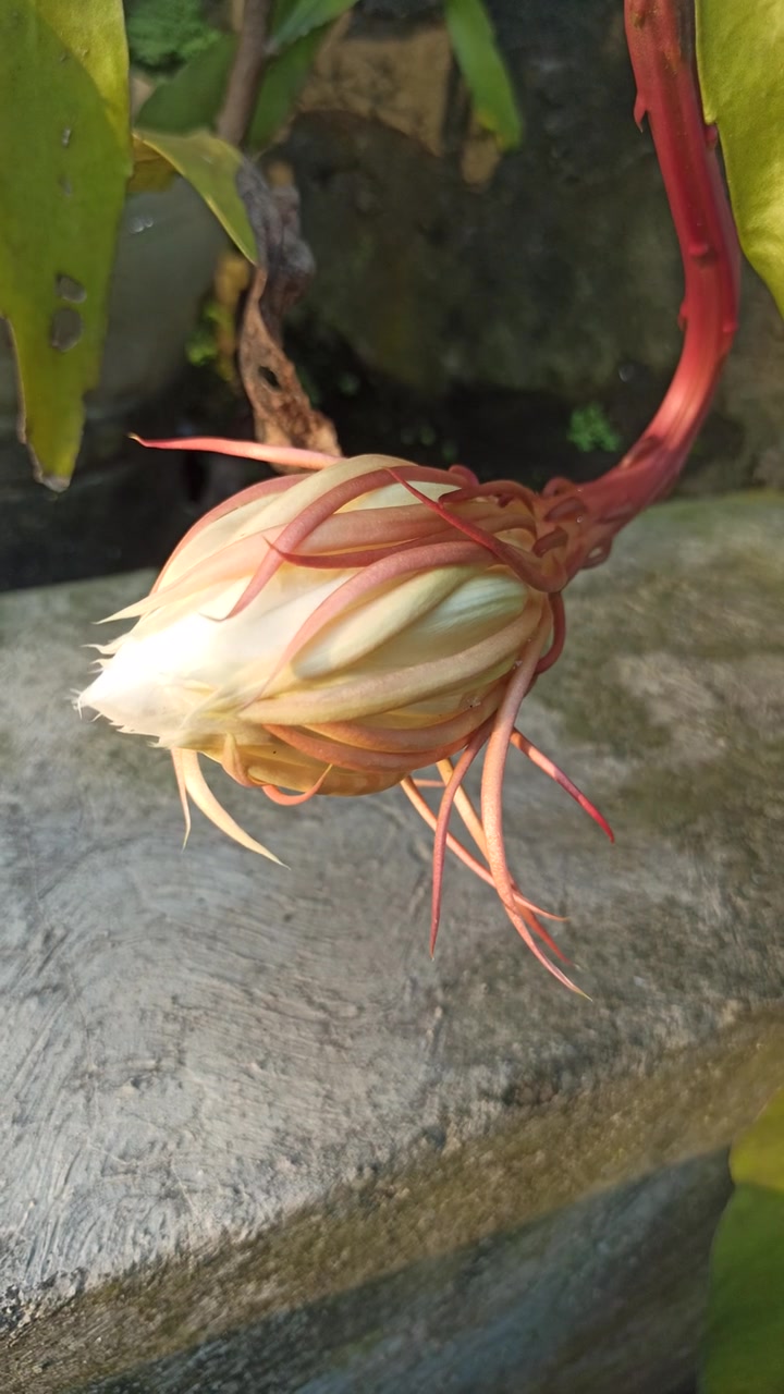 绽放的昙花视频素材画面4