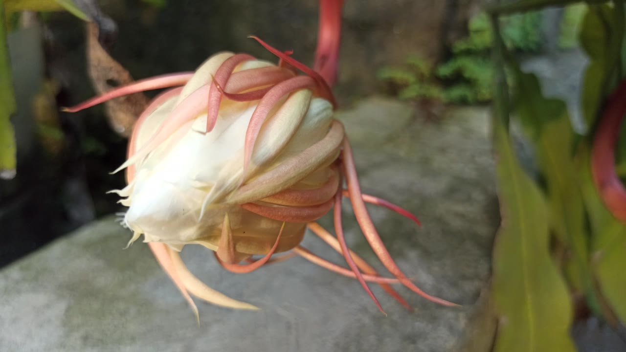 盛开的量天尺花视频素材画面1