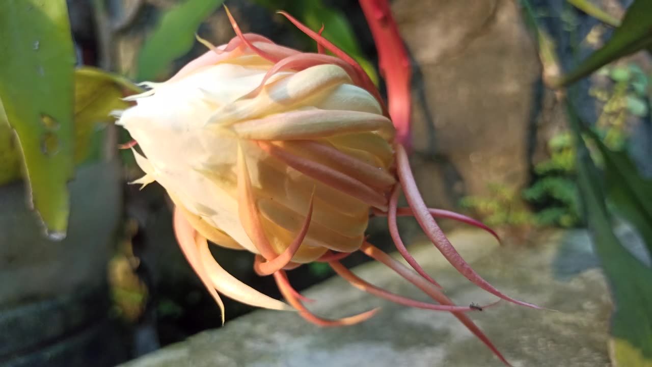 盛开的量天尺花视频素材画面1