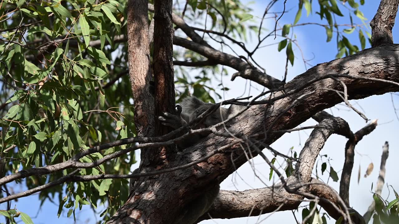 可爱毛茸茸的考拉（Phascolarctos cinereus），栖息在昆士兰海岸磁岛上沿着堡垒徒步小径的树上，这里是澳大利亚汤斯维尔附近一个热门的旅游目的地。视频素材画面2