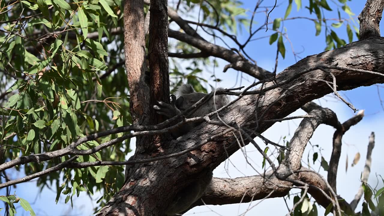 可爱毛茸茸的考拉，学名“袋熊”，栖息在昆士兰海岸马格纳蒂克岛上沿着堡垒徒步小径的树上，这里是澳大利亚汤斯维尔附近一个热门旅游目的地。视频素材画面2