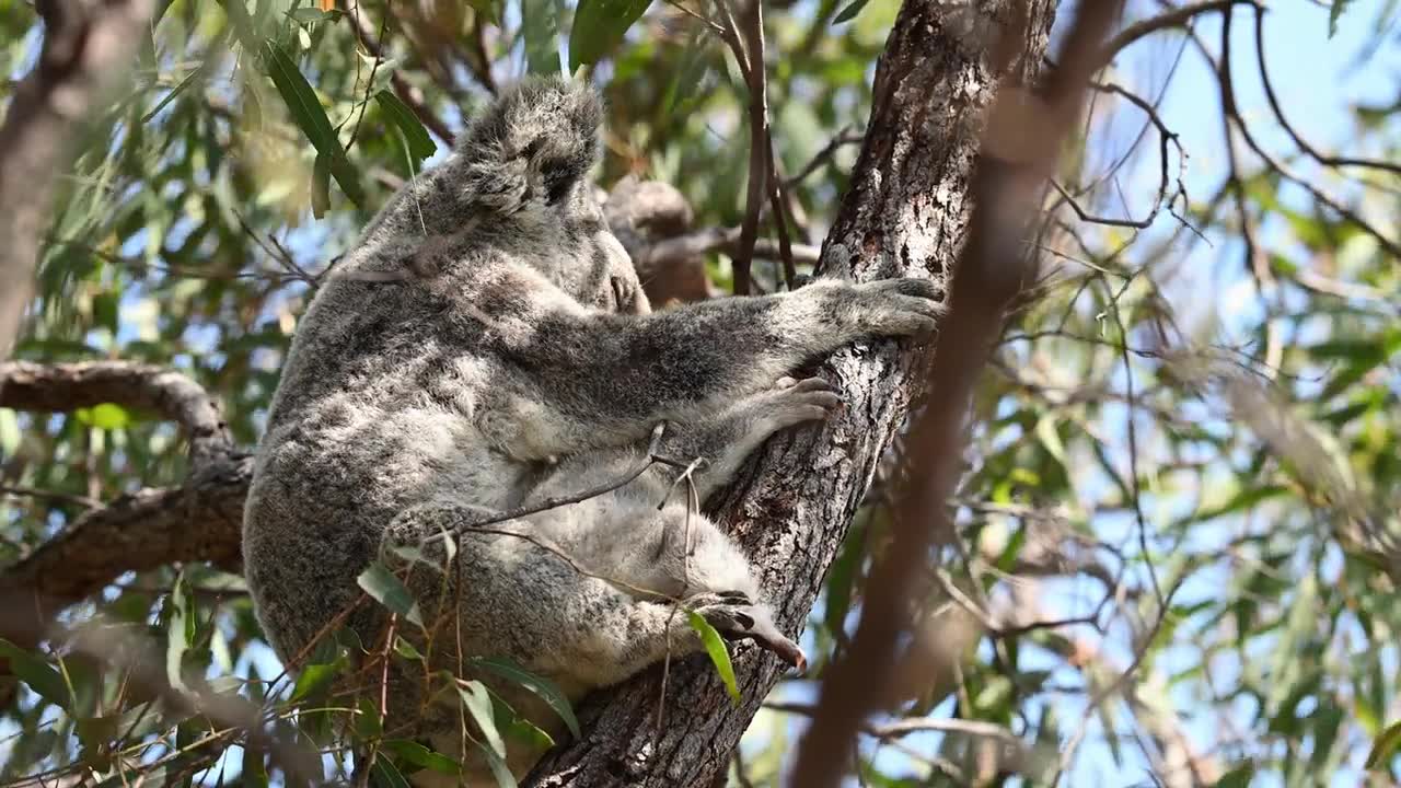 可爱毛茸茸的考拉妈妈和宝宝，学名：袋熊（Phascolarctos cinereus），在昆士兰州海岸的磁岛上，沿着堡垒徒步小径高高地挂在树上，这里是汤斯维尔附近的澳大利亚旅游目的地。视频素材画面1