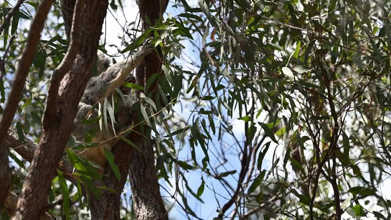 可爱的毛茸茸的考拉妈妈带着宝宝，学名袋熊，在昆士兰海岸马格纳蒂斯岛沿堡垒徒步小径的树上高处，靠近汤斯维尔的澳大利亚旅游目的地。视频素材画面2