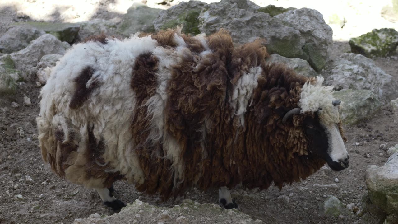 冰岛绵羊（Ovis aries icelandic sheep）站在农场地上，拥有厚实的羊毛外衣。冰岛绵羊因其天然羊毛和畜牧业生产而备受珍视。雅各布羊。可持续羊毛资源。视频素材画面1