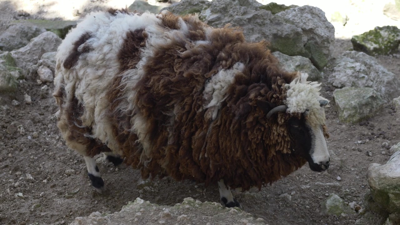 冰岛绵羊（Ovis aries icelandic sheep）站在农场地上，拥有厚实的羊毛外衣。冰岛绵羊因其天然羊毛和畜牧业生产而备受珍视。雅各布羊。可持续羊毛资源。视频素材画面2