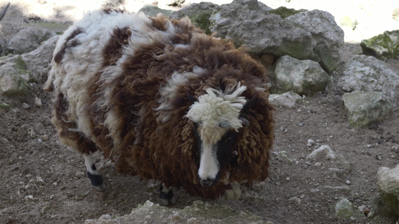 冰岛绵羊（Ovis aries icelandic sheep）站在农场地上，拥有厚实的羊毛外衣。冰岛绵羊因其天然羊毛和畜牧业生产而备受珍视。雅各布羊。可持续羊毛资源。视频素材画面3