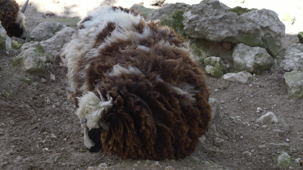 冰岛绵羊（Ovis aries icelandic sheep）站在农场地上，拥有厚实的羊毛外衣。冰岛绵羊因其天然羊毛和畜牧业生产而备受珍视。雅各布羊。可持续羊毛资源。视频素材画面4
