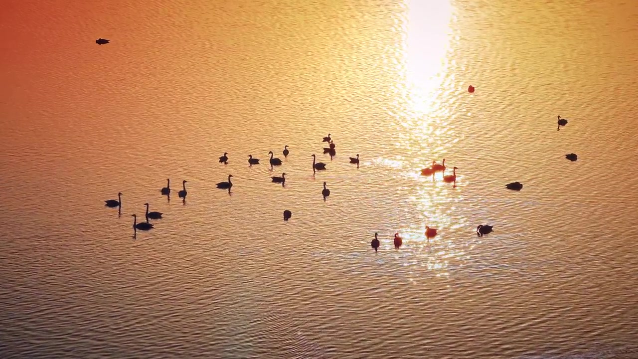 湖南省岳阳市洞庭湖迁徙鸟类航拍视频素材画面4