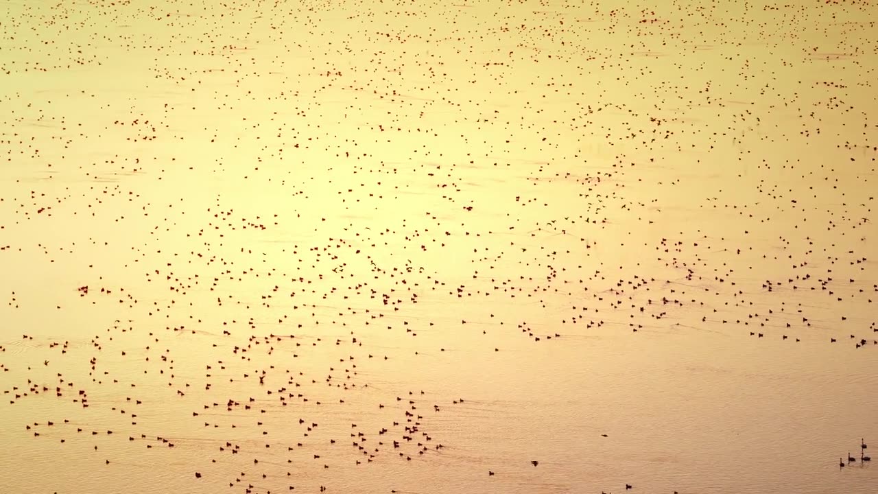 湖南省岳阳市洞庭湖迁徙鸟类航拍视频素材画面1