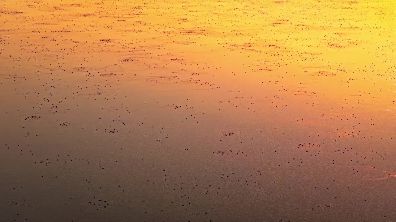 航拍湖南省岳阳市洞庭湖的迁徙鸟类视频素材画面1