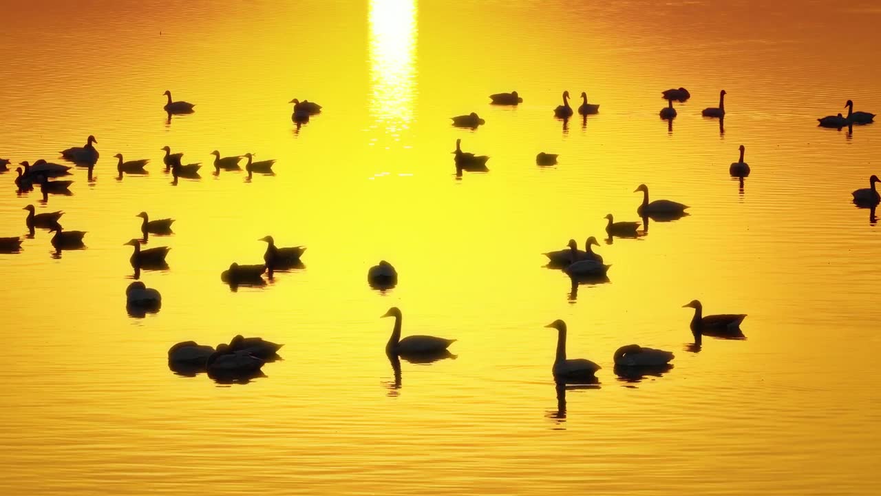 航拍湖南省岳阳市洞庭湖迁徙的鸟类视频素材画面1