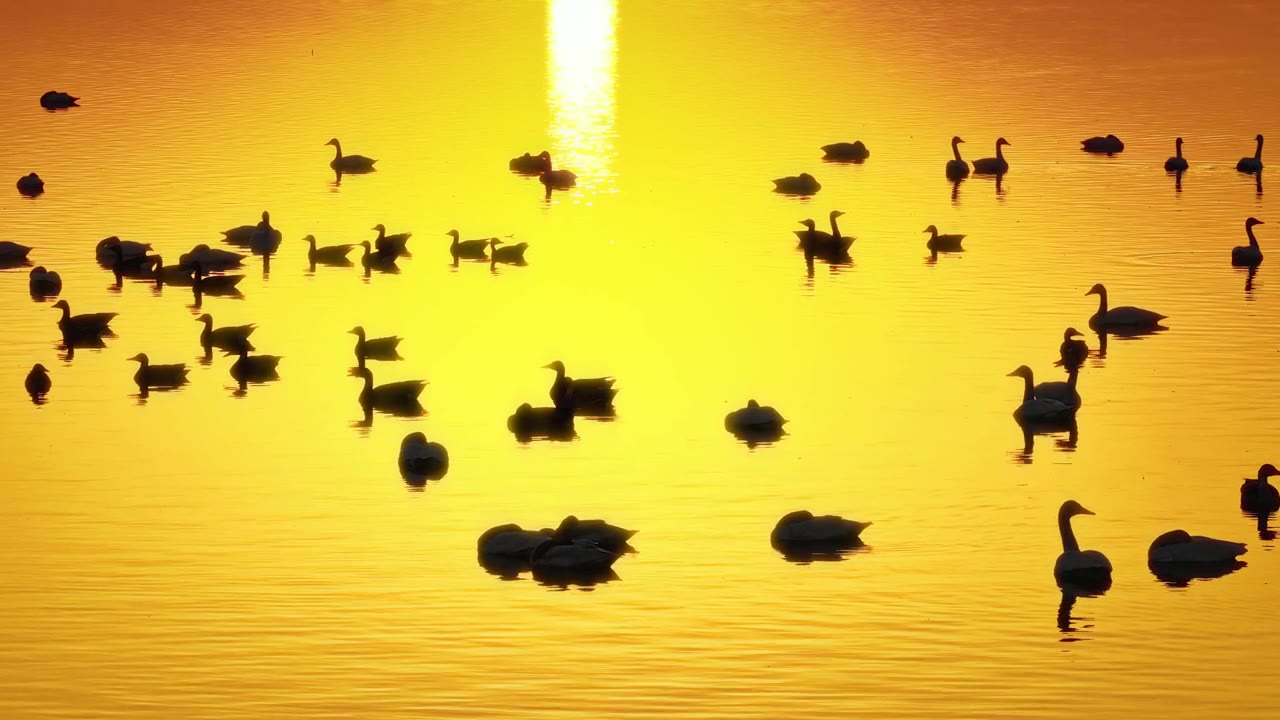 航拍湖南省岳阳市洞庭湖迁徙的鸟类视频素材画面2