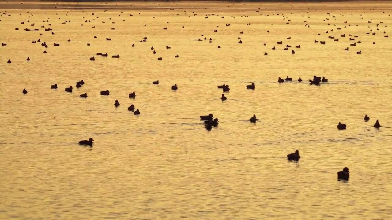 航拍湖南省岳阳市洞庭湖迁徙的鸟类视频素材画面1