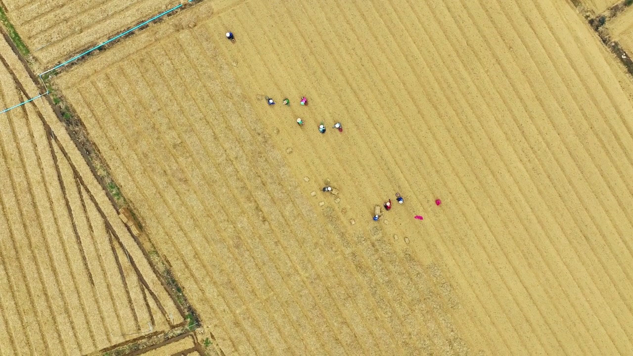 从上方拍摄的农业景观，展示了农业产业和农村经济视频素材画面4