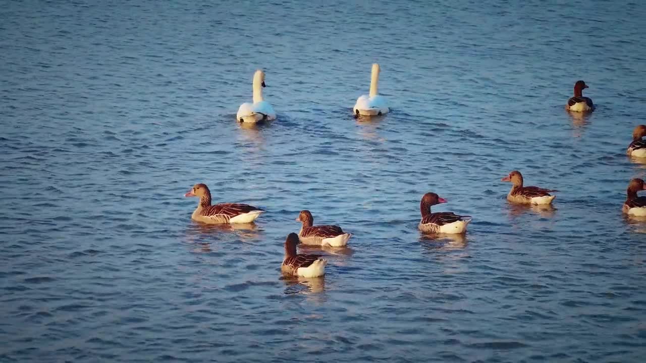 湖南省岳阳市洞庭湖迁徙鸟类航拍视频素材画面1