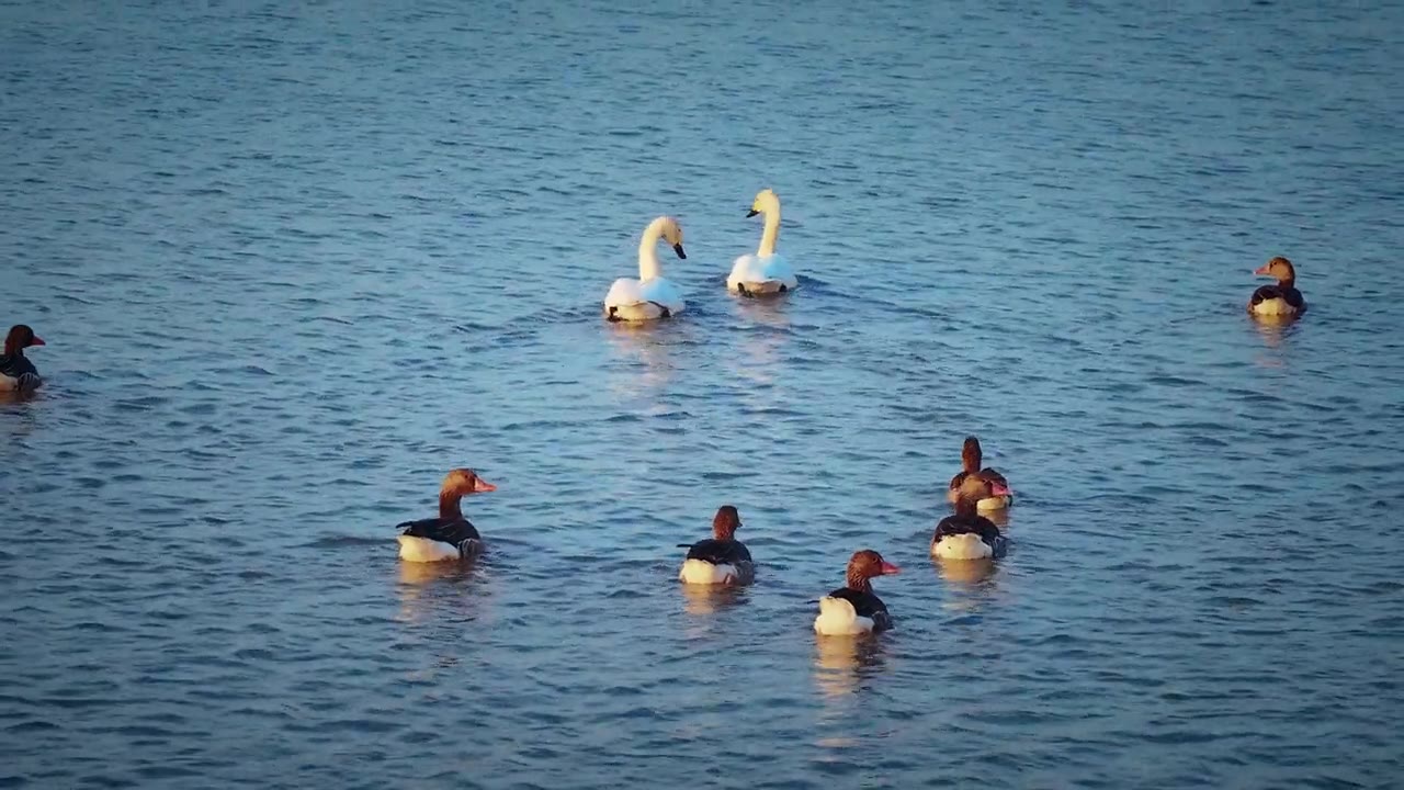 湖南省岳阳市洞庭湖迁徙鸟类航拍视频素材画面2