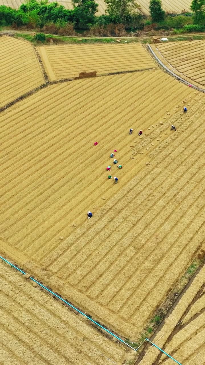 农业景观鸟瞰图，展示了农业产业和农村经济视频素材画面1