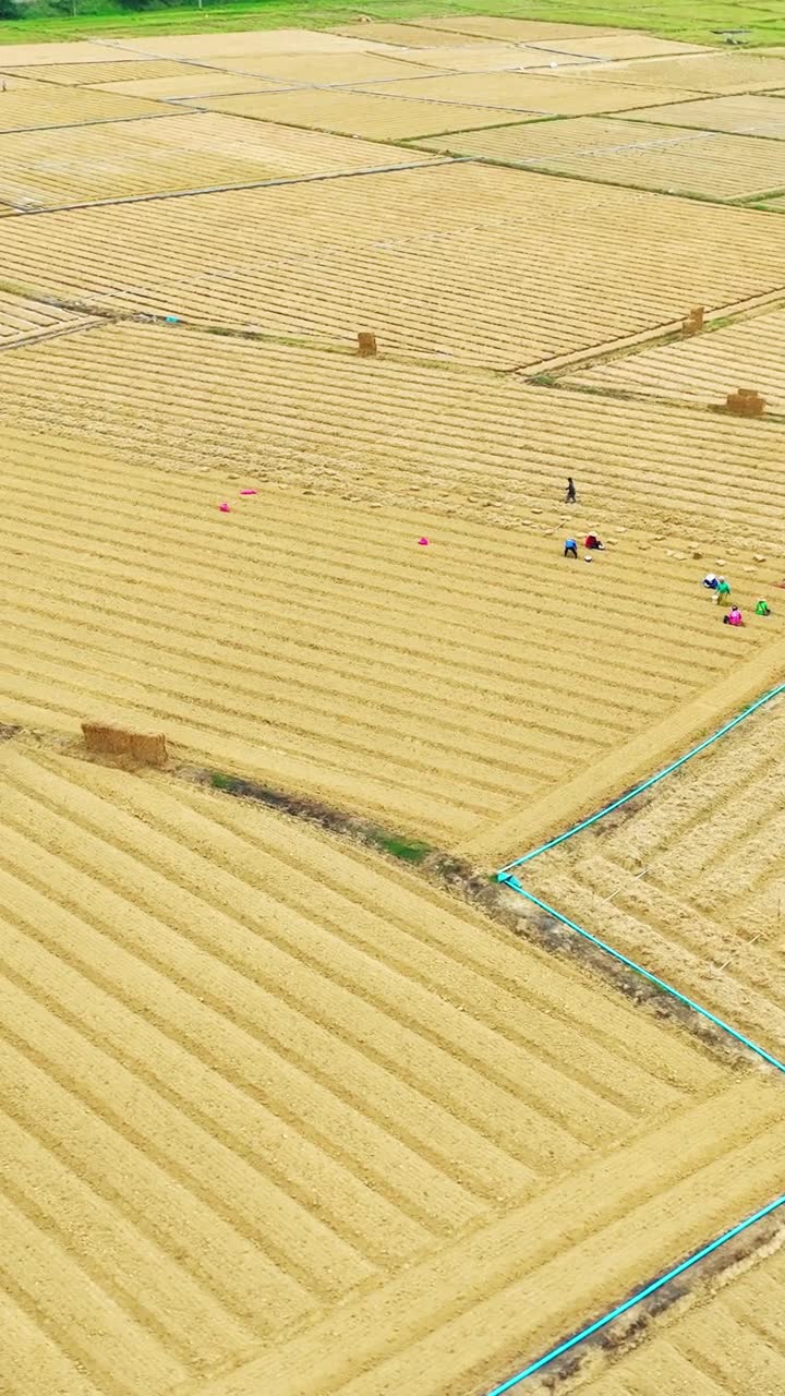 航拍农业景观，展示了农业产业和农村经济视频素材画面1