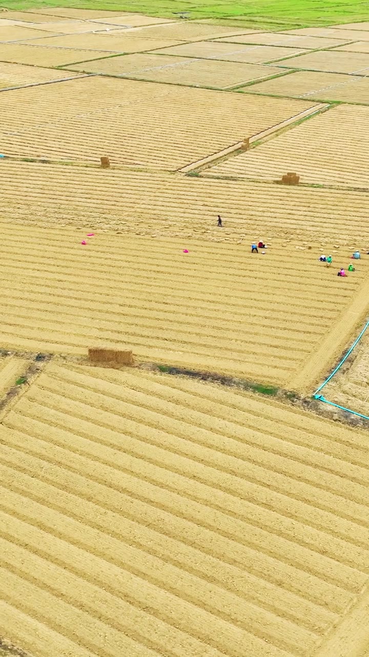 航拍农业景观，展示了农业产业和农村经济视频素材画面2