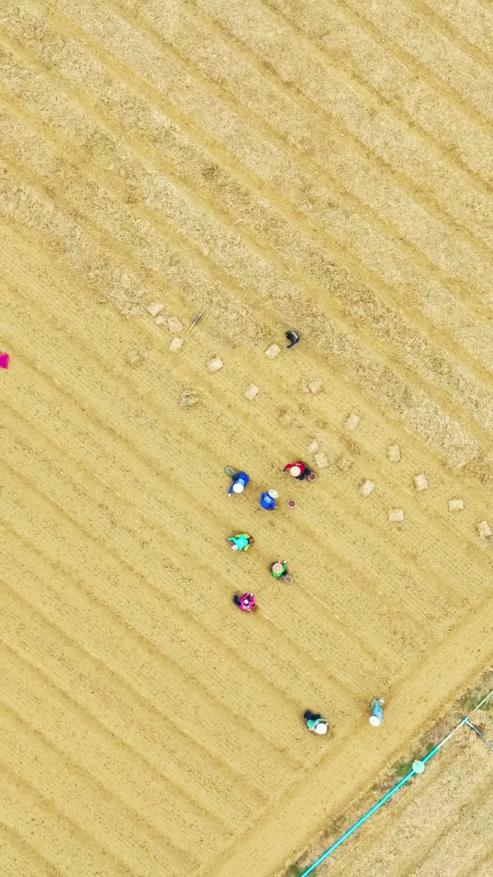 从空中拍摄的农业景观，展示了农业产业和农村经济视频素材画面2