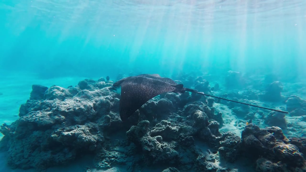 埃及红海，鳐鱼在阳光下掠过珊瑚礁和沙质海底视频素材画面2