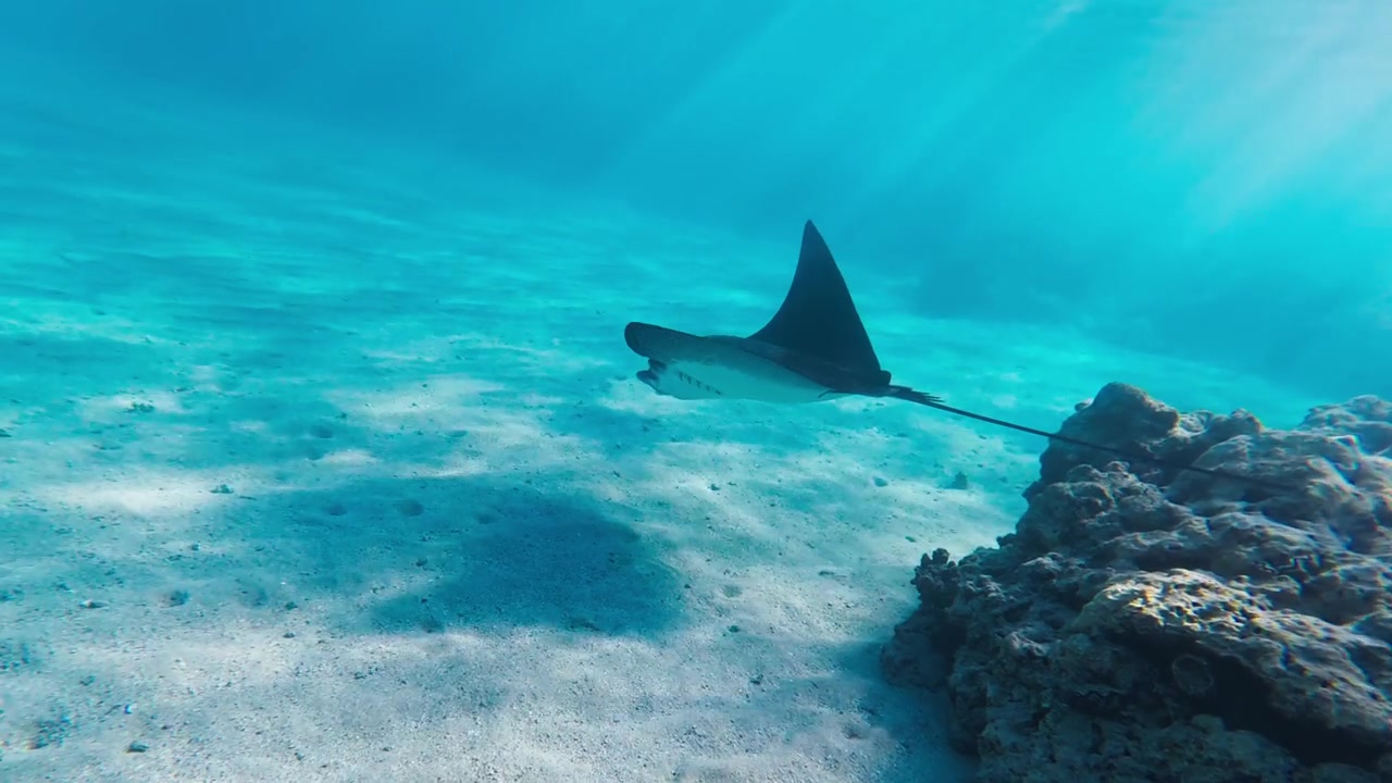 埃及红海，鳐鱼在阳光下掠过珊瑚礁和沙质海底视频素材画面3