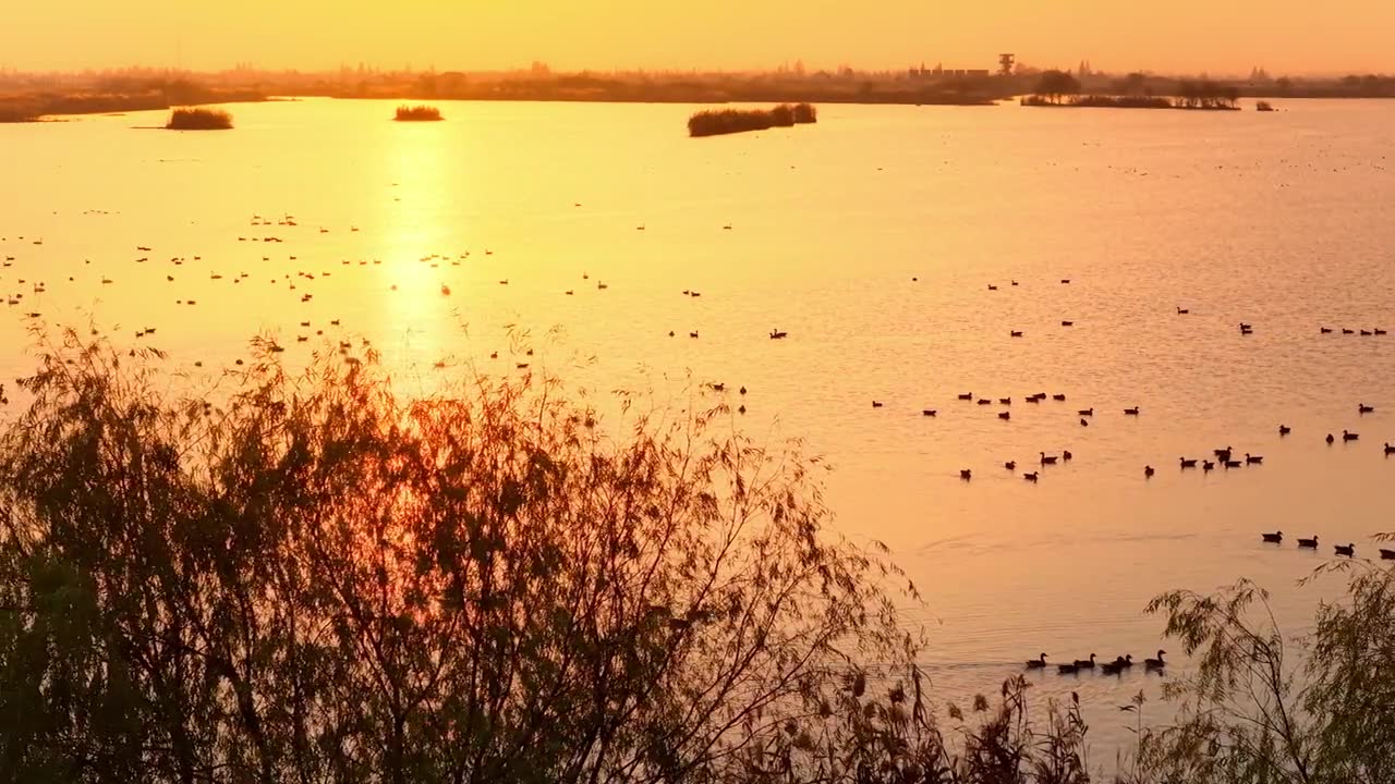 航拍湖南省岳阳市洞庭湖迁徙的鸟类视频素材画面1