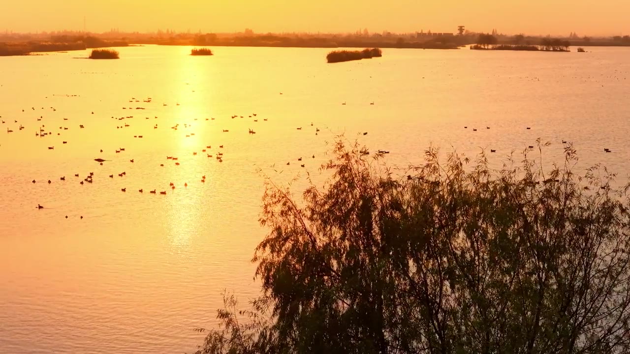 航拍湖南省岳阳市洞庭湖迁徙的鸟类视频素材画面2