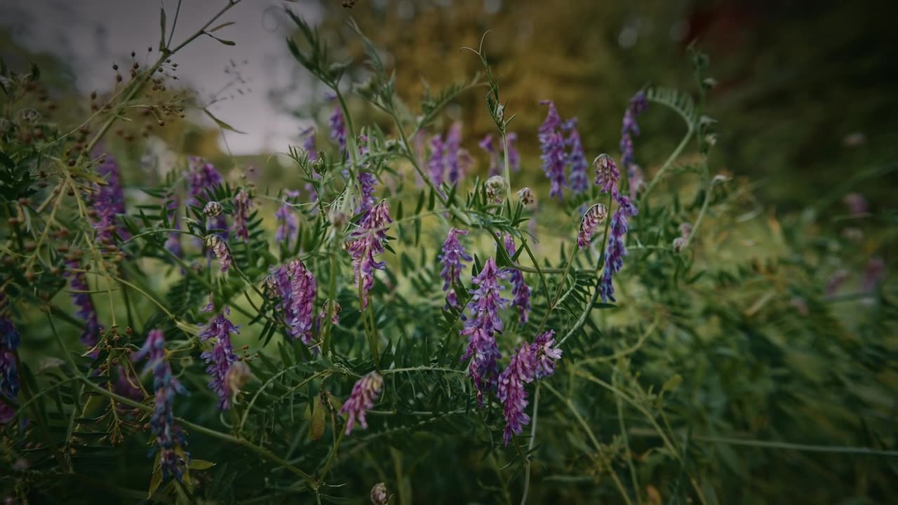 Vicia cracca - 欧亚野豌豆，毛叶野豌豆，野豌豆，蓝野豌豆，北方野豌豆，是豆科植物中的一种开花植物。视频素材画面1