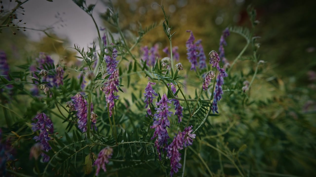 Vicia cracca - 欧亚野豌豆，毛叶野豌豆，野豌豆，蓝野豌豆，北方野豌豆，是豆科植物中的一种开花植物。视频素材画面2