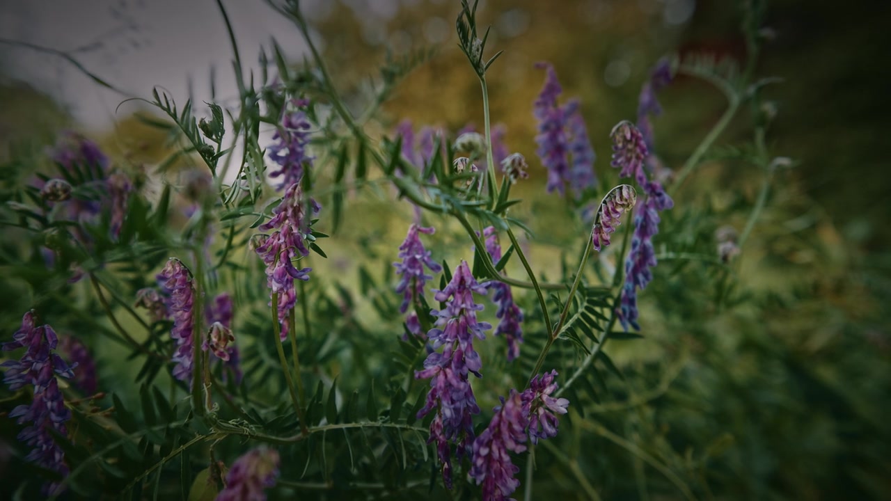 Vicia cracca - 欧亚野豌豆，毛叶野豌豆，野豌豆，蓝野豌豆，北方野豌豆，是豆科植物中的一种开花植物。视频素材画面3