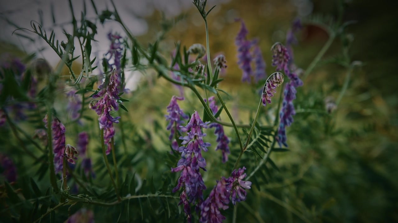 Vicia cracca - 欧亚野豌豆，毛叶野豌豆，野豌豆，蓝野豌豆，北方野豌豆，是豆科植物中的一种开花植物。视频素材画面4