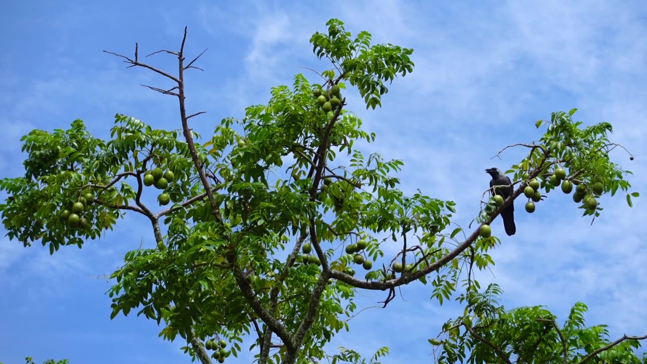 沙棘果挂在树上。高高挂起，天空中是绿色的沙棘酸果。视频素材画面2