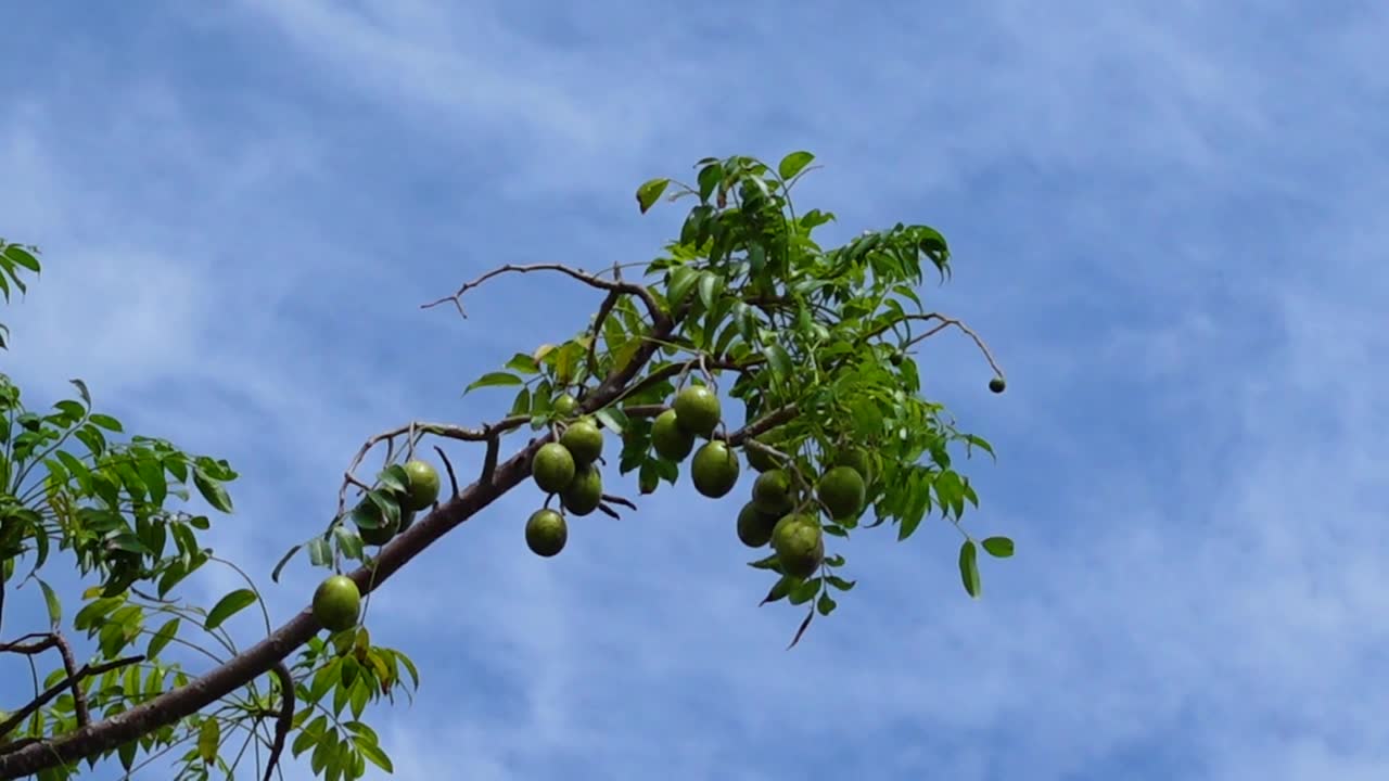 树上挂着 hog plum（沙棘）果实。高高挂在天空背景下的绿色 Spondias mombin（黄皮）酸果。视频素材画面1