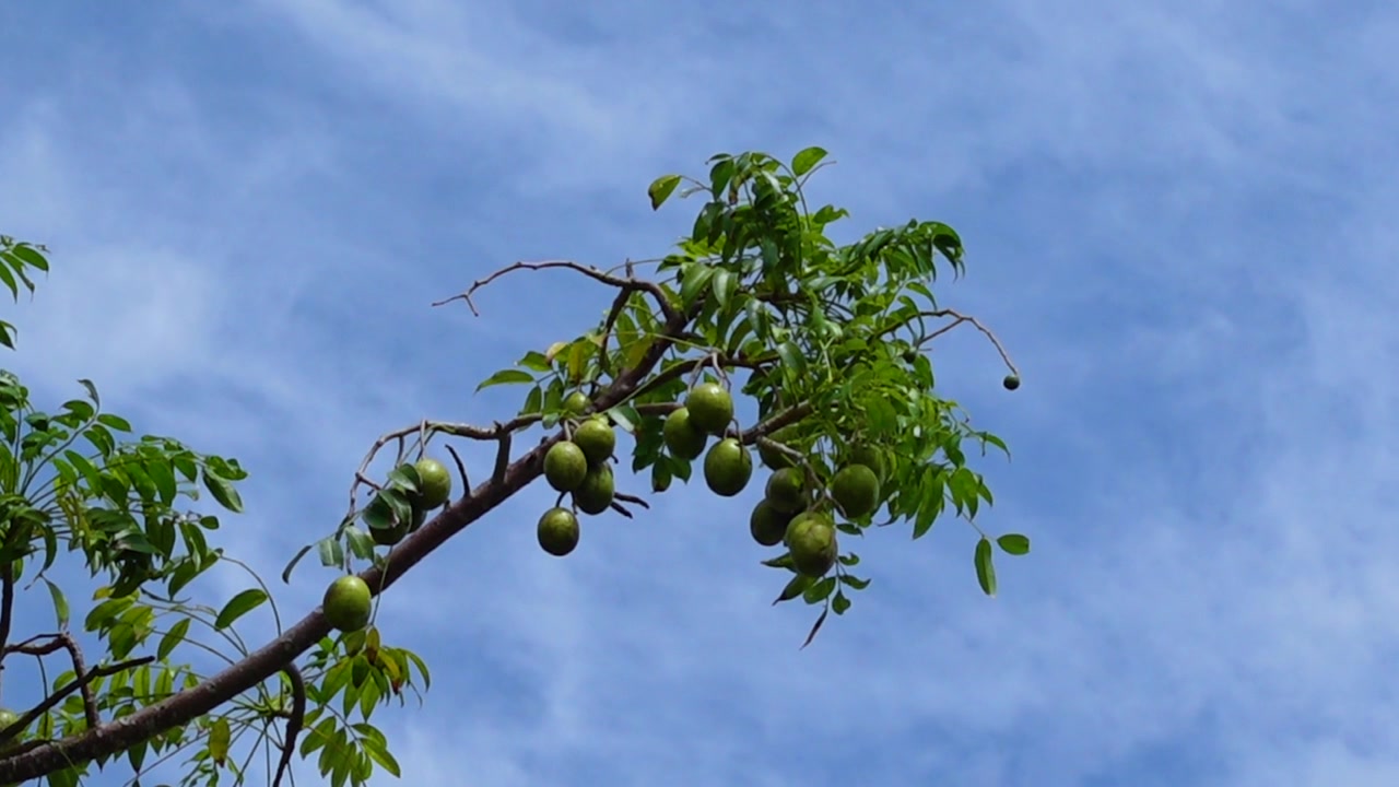 树上挂着 hog plum（沙棘）果实。高高挂在天空背景下的绿色 Spondias mombin（黄皮）酸果。视频素材画面3
