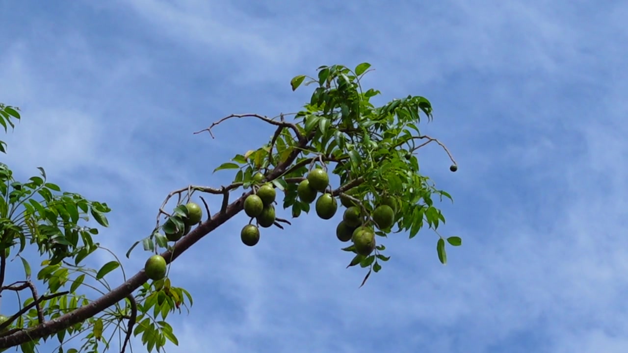 树上挂着 hog plum（沙棘）果实。高高挂在天空背景下的绿色 Spondias mombin（黄皮）酸果。视频素材画面4