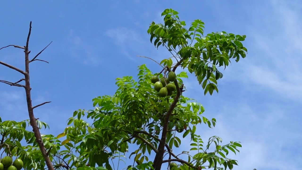 无花果挂在树上。挂在高处，绿色的 Spondias mombin 酸果，天空背景。视频素材画面1