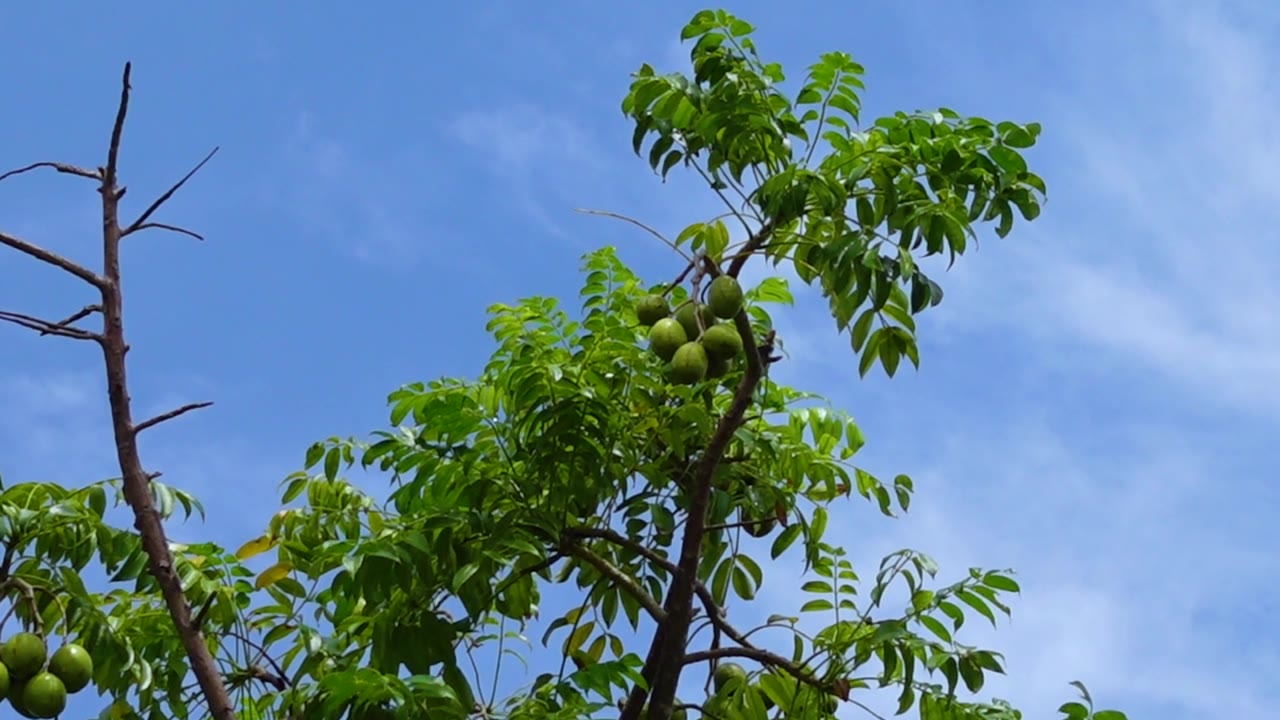 无花果挂在树上。挂在高处，绿色的 Spondias mombin 酸果，天空背景。视频素材画面2