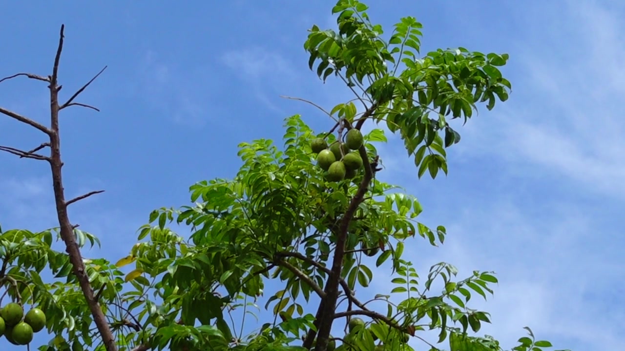 无花果挂在树上。挂在高处，绿色的 Spondias mombin 酸果，天空背景。视频素材画面3