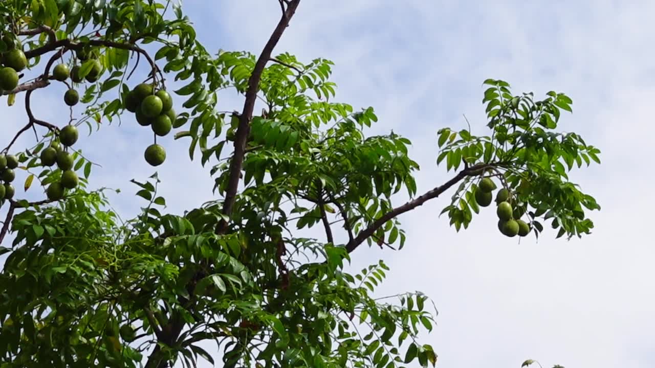 罗望子树上悬挂的果实。高高挂在天上，绿色的罗望子酸果，背景为天空。视频素材画面1