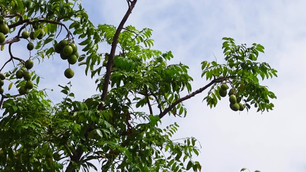 罗望子树上悬挂的果实。高高挂在天上，绿色的罗望子酸果，背景为天空。视频素材画面2