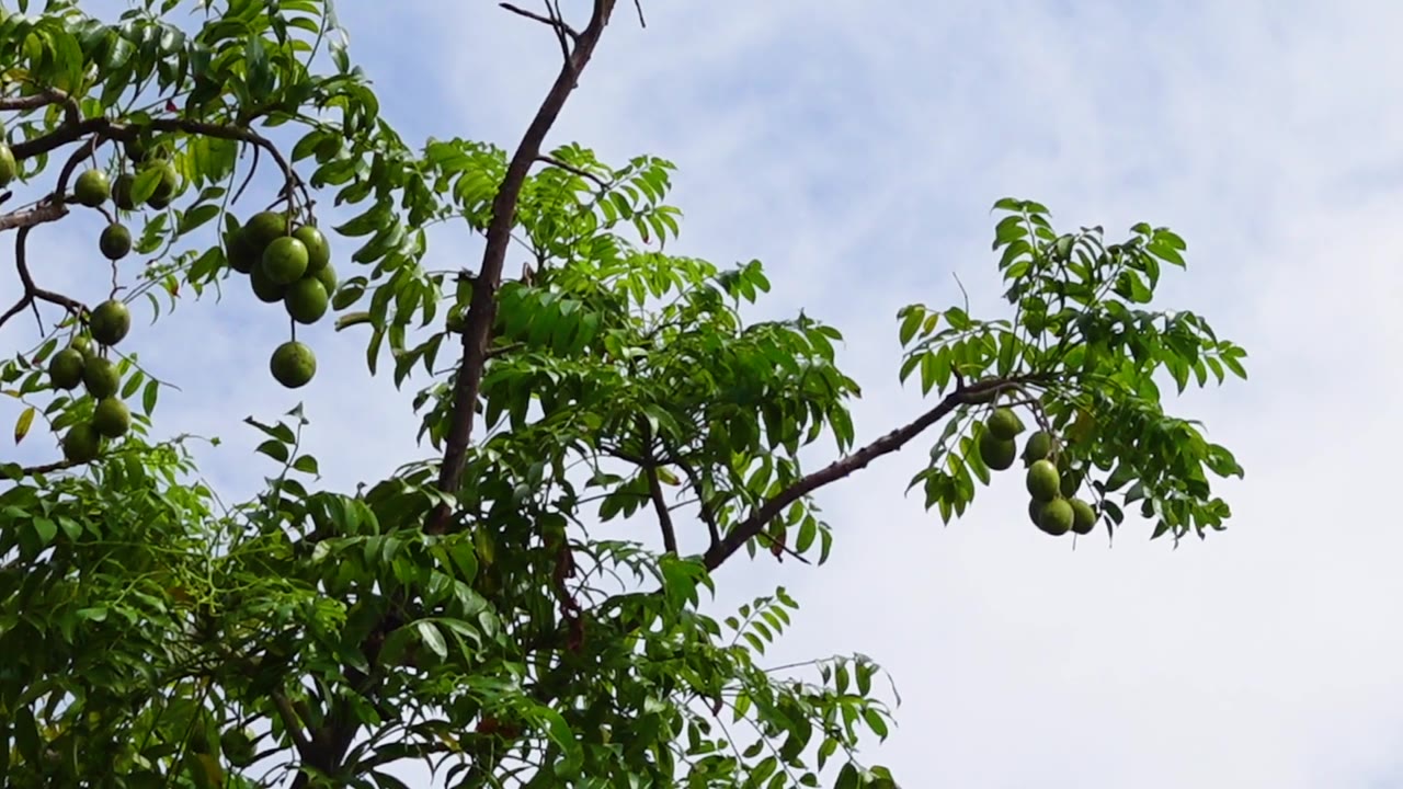 罗望子树上悬挂的果实。高高挂在天上，绿色的罗望子酸果，背景为天空。视频素材画面3